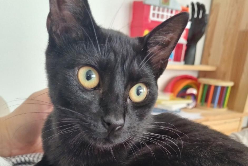 Alerta de Desaparición Gato cruce  Macho , 1 años Donville-les-Bains Francia