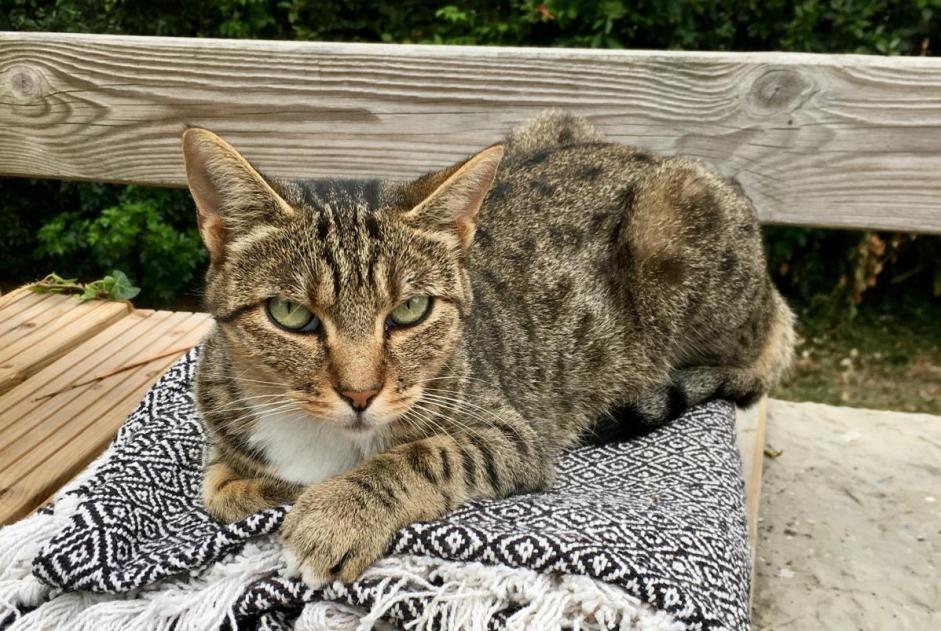 Alerta de Desaparición Gato Hembra , 5 años Anglet Francia