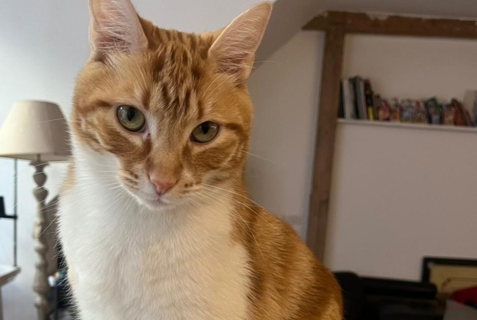 Alerta de Desaparición Gato Macho , 3 años Paris Francia