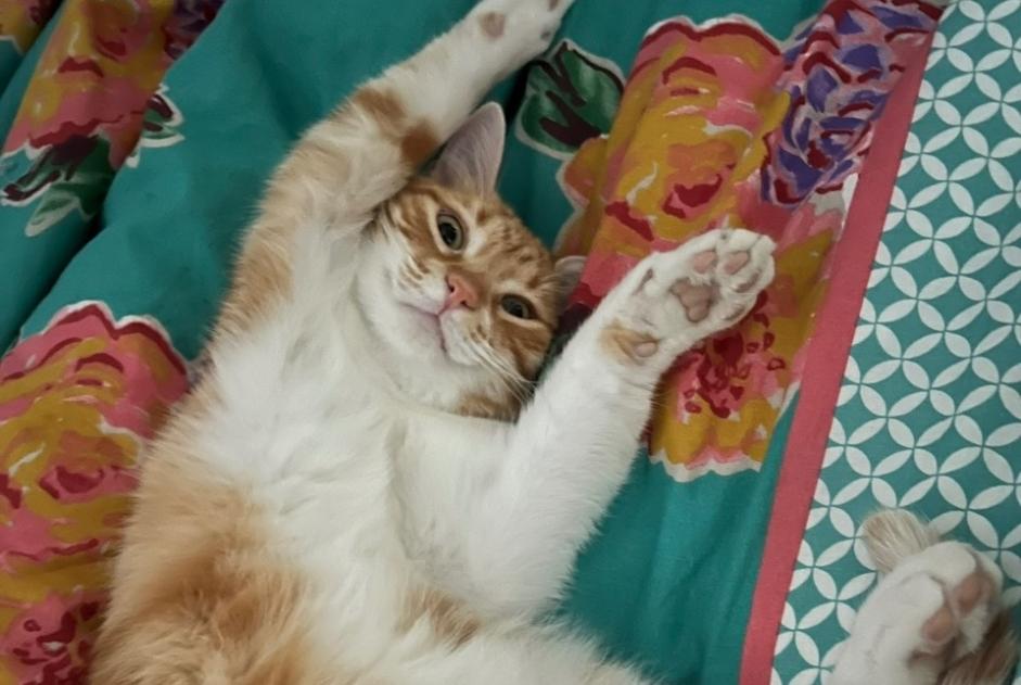 Alerta de Desaparición Gato Macho , 3 años Paris Francia