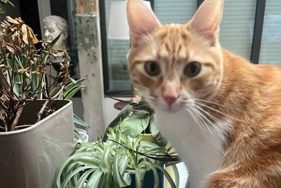 Alerta de Desaparición Gato Macho , 3 años Paris Francia