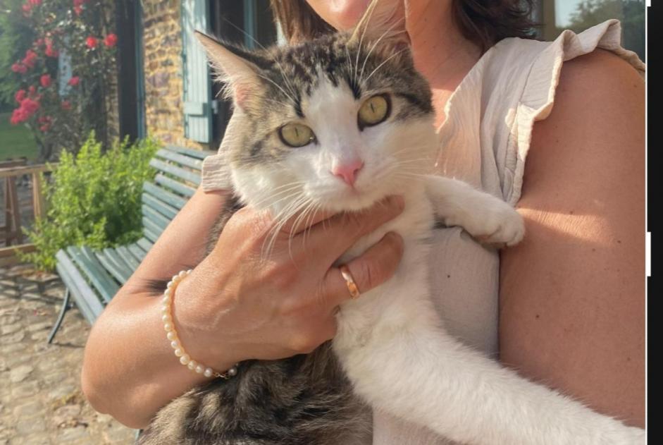 Alerta de Desaparición Gato cruce  Macho , 3 años Ploubazlanec Francia