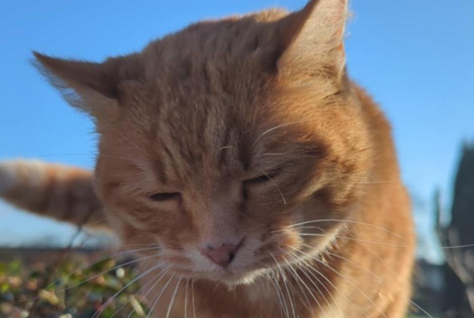 Alerta de Hallazgo Gato Desconocido Saint-Léonard Francia