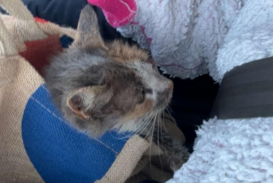 Alerta de Hallazgo Gato Hembra , Entre 4 y 6 meses Bretteville-sur-Odon Francia