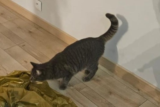 Alerta de Desaparición Gato cruce  Hembra , 3 años Le Bouscat Francia