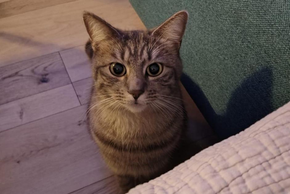 Alerta de Desaparición Gato cruce  Hembra , 3 años Le Bouscat Francia