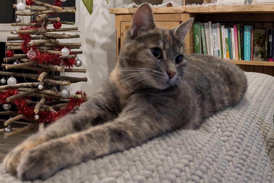 Alerta de Desaparición Gato Hembra , 2 años Poueyferré Francia