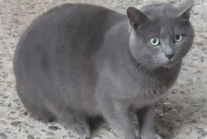 Alerta de Hallazgo Gato cruce  Macho Clairac Francia