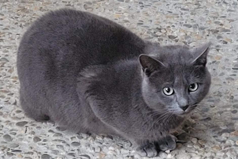 Alerta de Hallazgo Gato cruce  Macho Clairac Francia