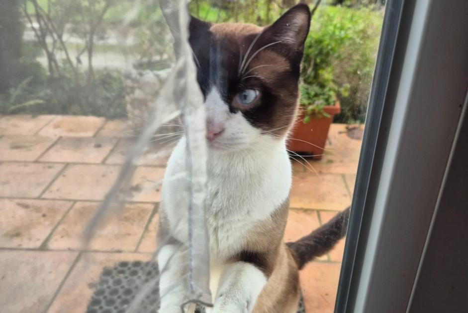 Alerta de Desaparición Gato  Macho , 1 años Nizan-Gesse Francia