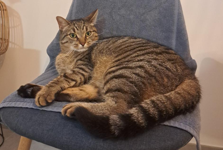 Alerta de Desaparición Gato  Macho , 4 años Bordeaux Francia