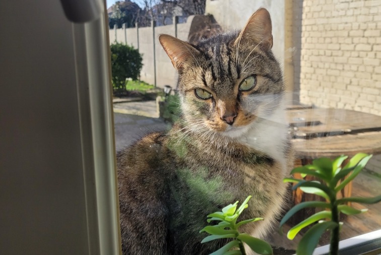 Alerta de Hallazgo Gato cruce  Hembra Wingles Francia