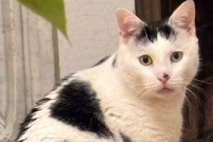 Alerta de Desaparición Gato cruce  Macho , 4 años Asnières-sur-Seine Francia