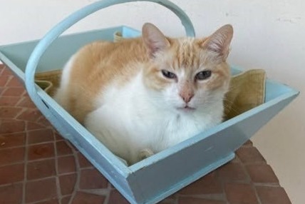 Alerta de Desaparición Gato cruce  Macho , 7 años Montpellier Francia