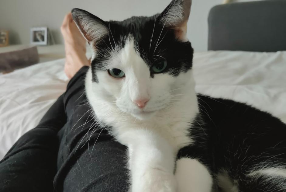 Alerta de Desaparición Gato Macho , 7 años Lingolsheim Francia