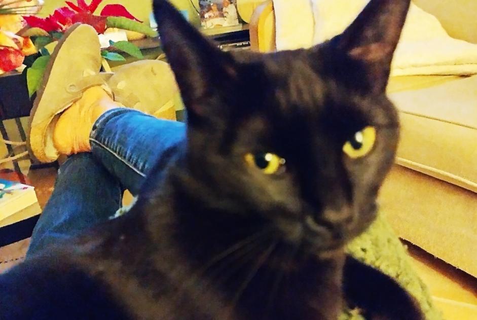Alerta de Desaparición Gato Hembra , 2 años Aix-en-Provence Francia