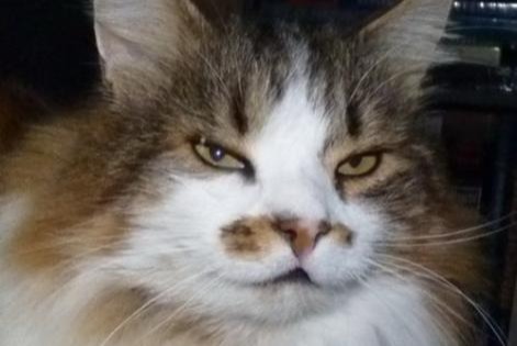 Alerte Disparition Chat croisement  Mâle , 19 ans Les Fontenelles France