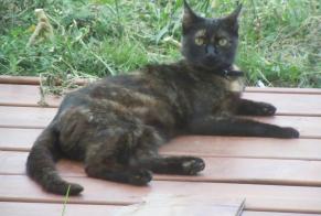 Alerte Disparition Chat  Femelle , 8 ans Pusignan France