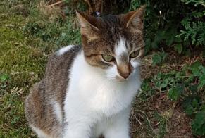 Alerte Disparition Chat Femelle , 11 ans Saint-Genis-Laval France