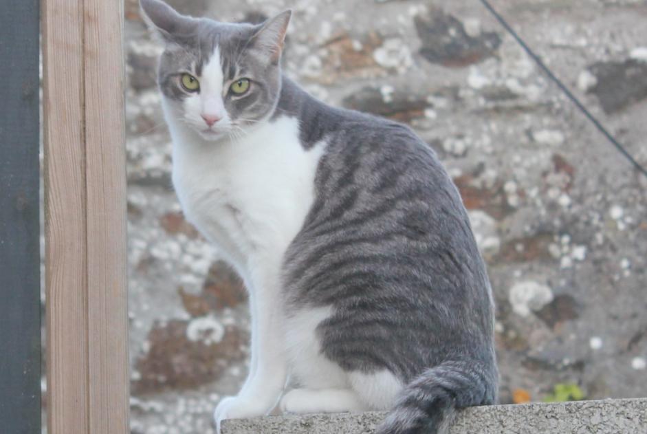 Alerte Disparition Chat Mâle , 8 ans Hanvec France