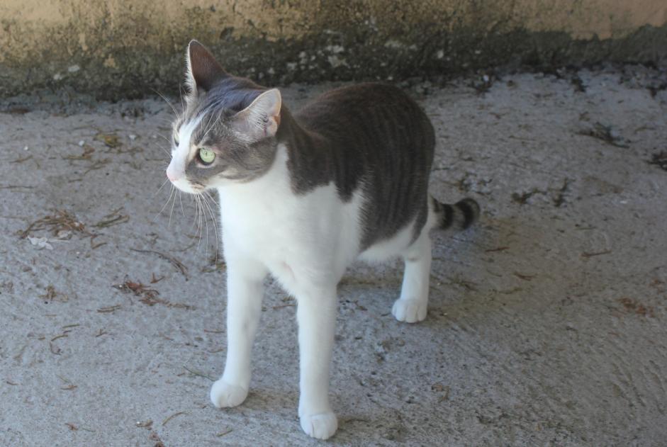 Alerte Disparition Chat Mâle , 8 ans Hanvec France