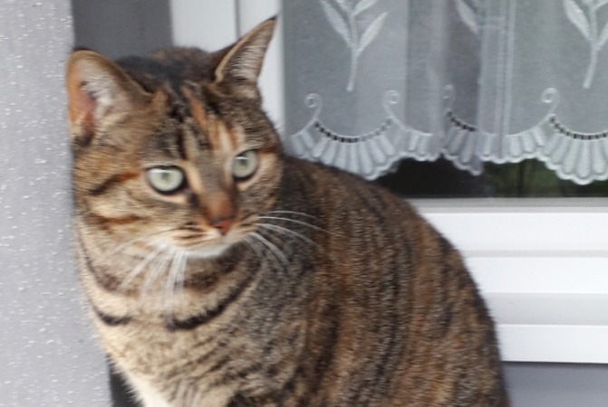 Alerte Disparition Chat  Femelle , 7 ans Faches-Thumesnil France