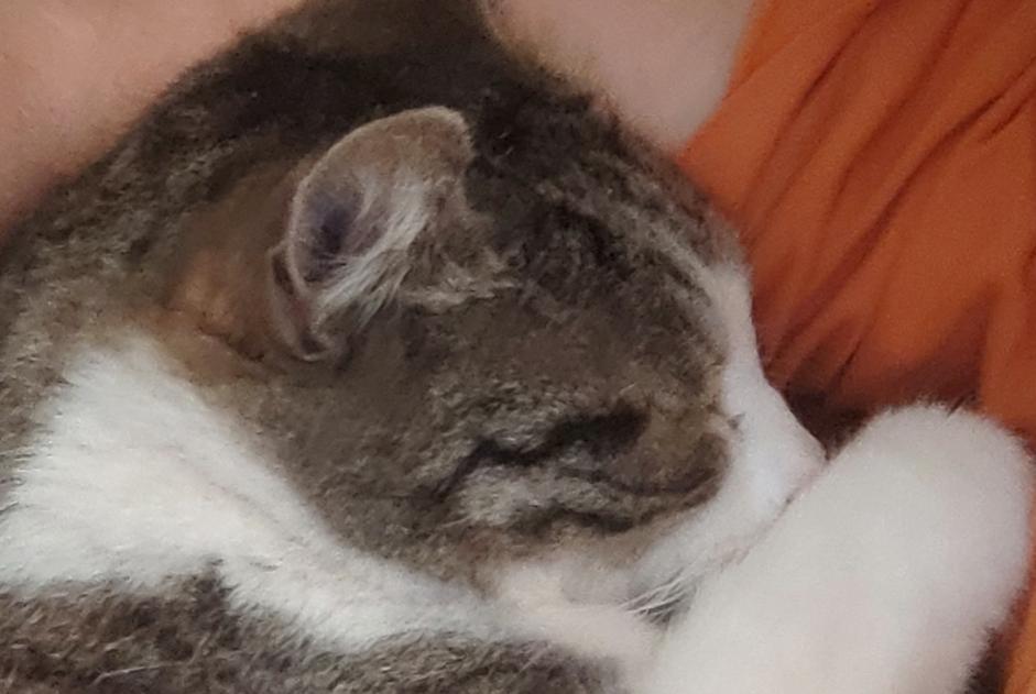 Alerte Disparition Chat Mâle , 15 ans La Bouilladisse France