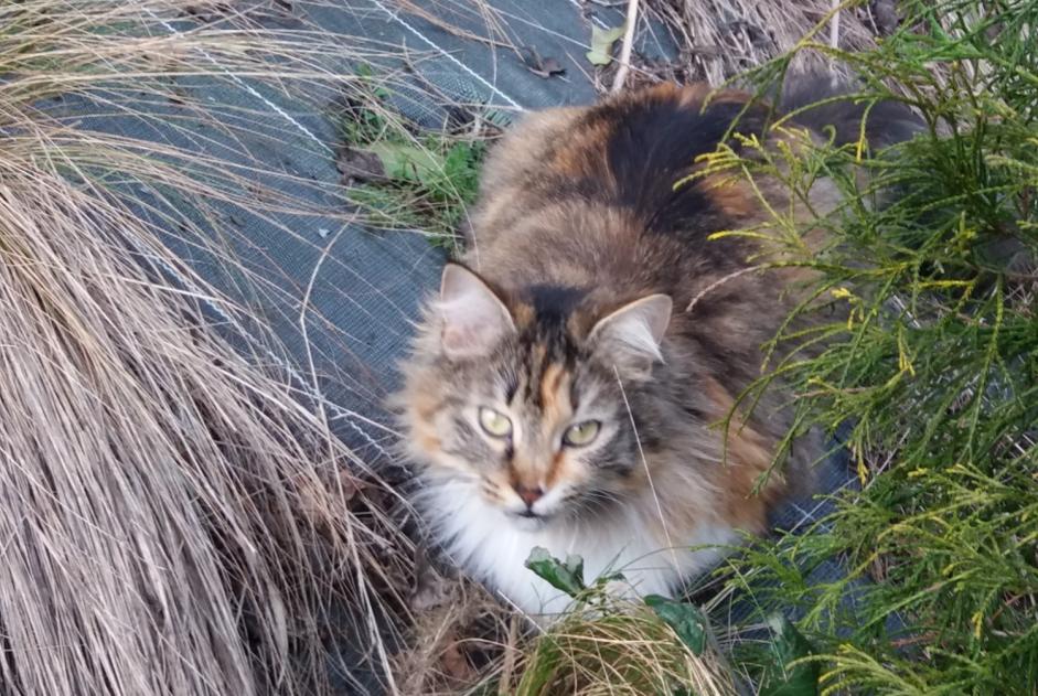 Alerte Disparition Chat  Femelle , 6 ans Pruillé-le-Chétif France