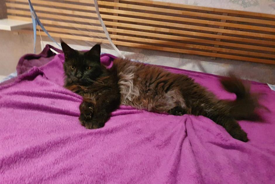 Alerte Disparition Chat  Femelle , 10 ans Le Beausset France