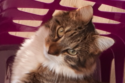 Alerte Disparition Chat  Mâle , 5 ans Montbazon France