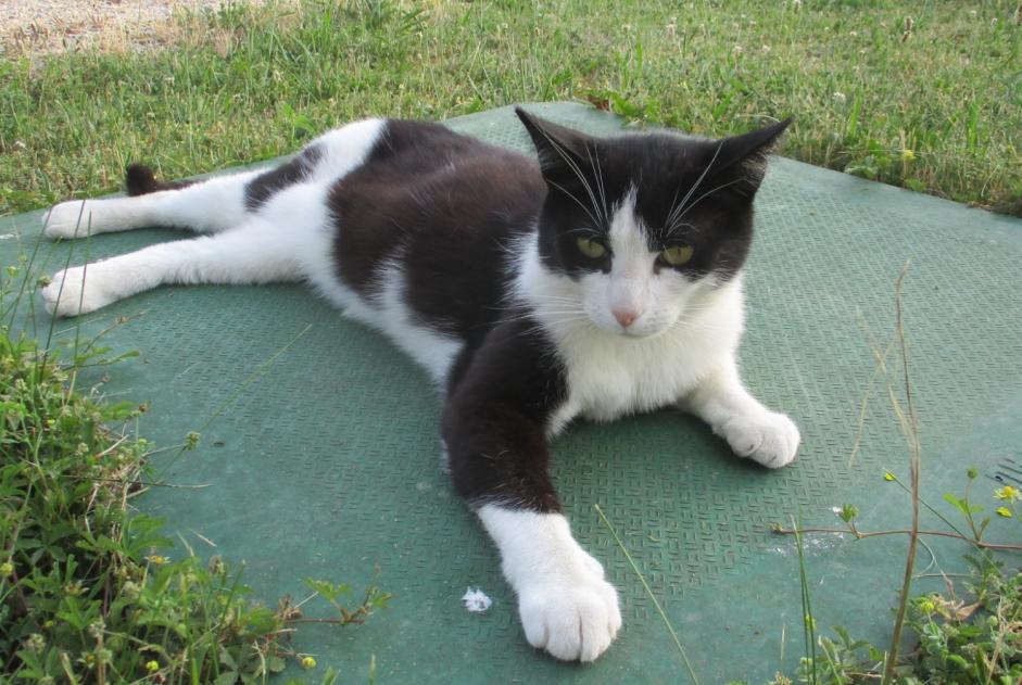 Alerte Disparition Chat  Mâle , 7 ans La Chapelle France