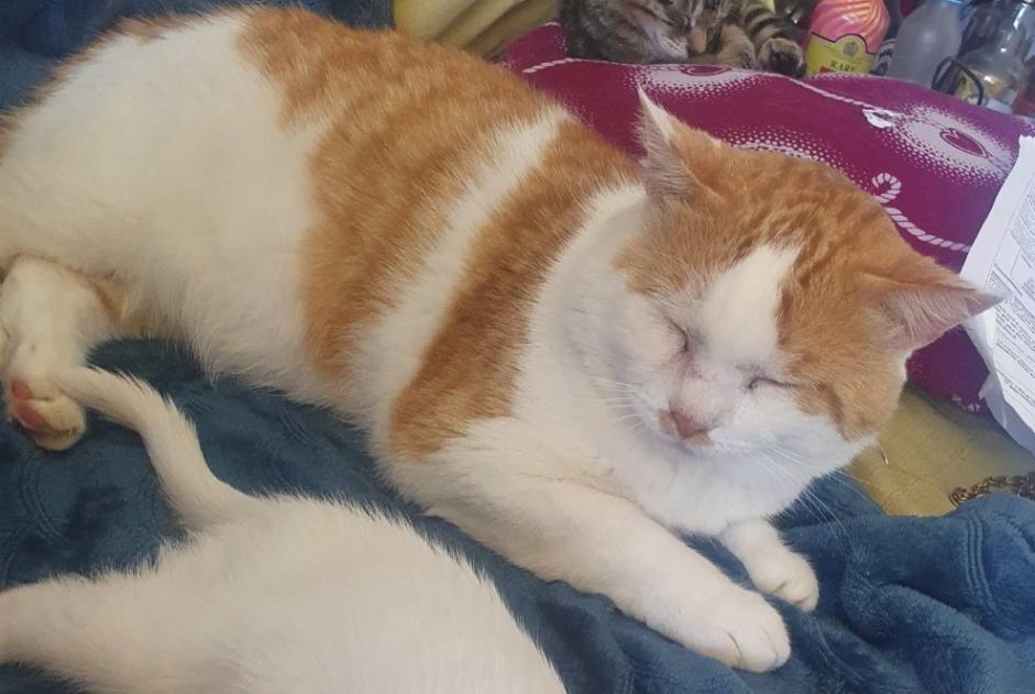 Alerte Disparition Chat Mâle , 9 ans Guignen France