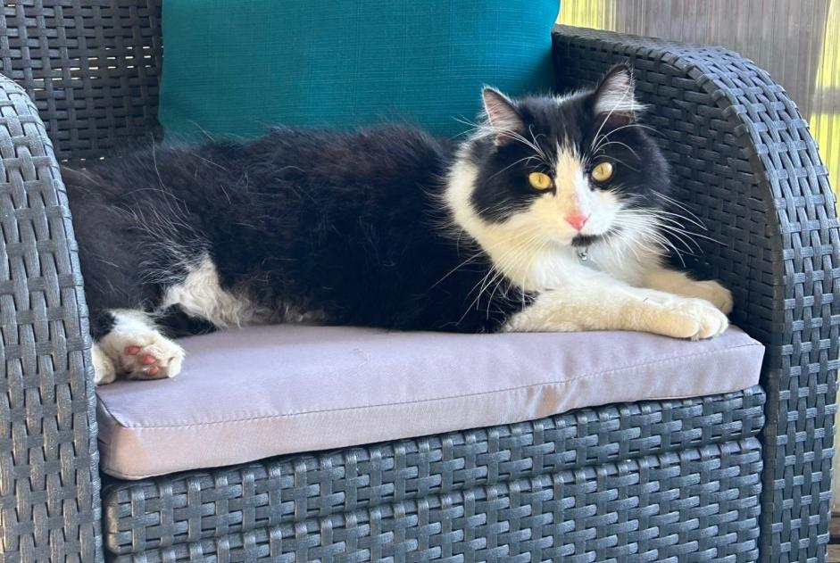 Alerte Disparition Chat croisement  Mâle , 3 ans Trouy France