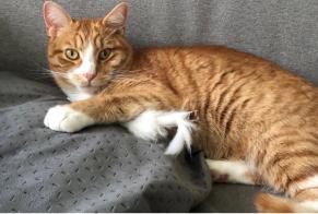 Alerte Disparition Chat Mâle , 2 ans Jonchery-sur-Vesle France