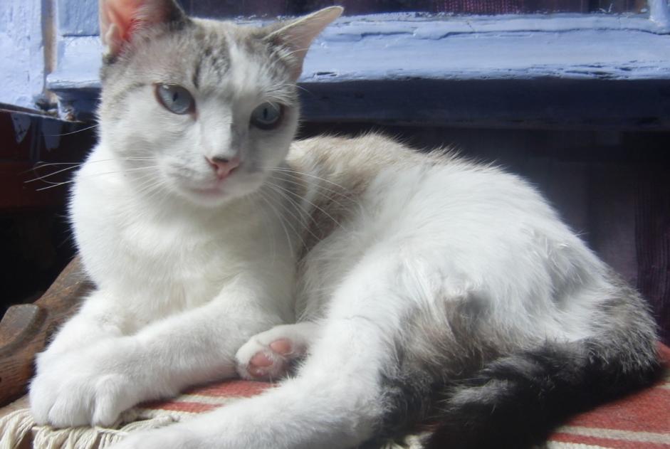 Alerte Disparition Chat croisement  Femelle , 4 ans Villefranche-de-Rouergue France