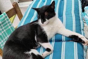 Alerte Disparition Chat  Mâle , 3 ans Morestel France