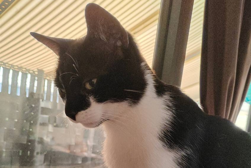 Alerte Disparition Chat  Mâle , 3 ans Morestel France