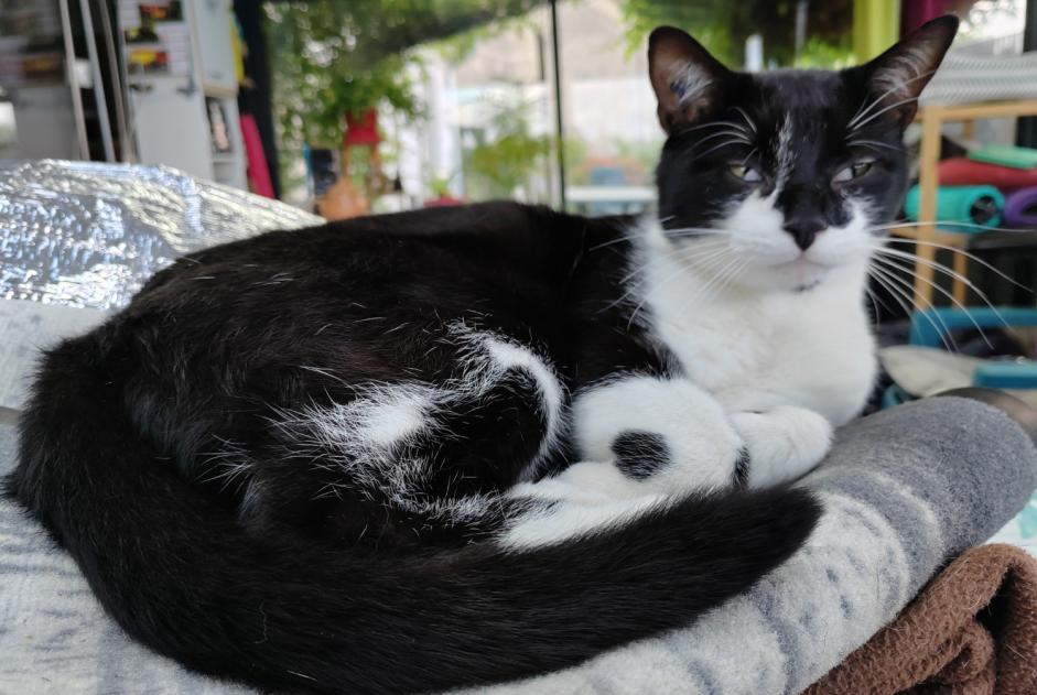 Alerte Disparition Chat  Mâle , 3 ans Morestel France