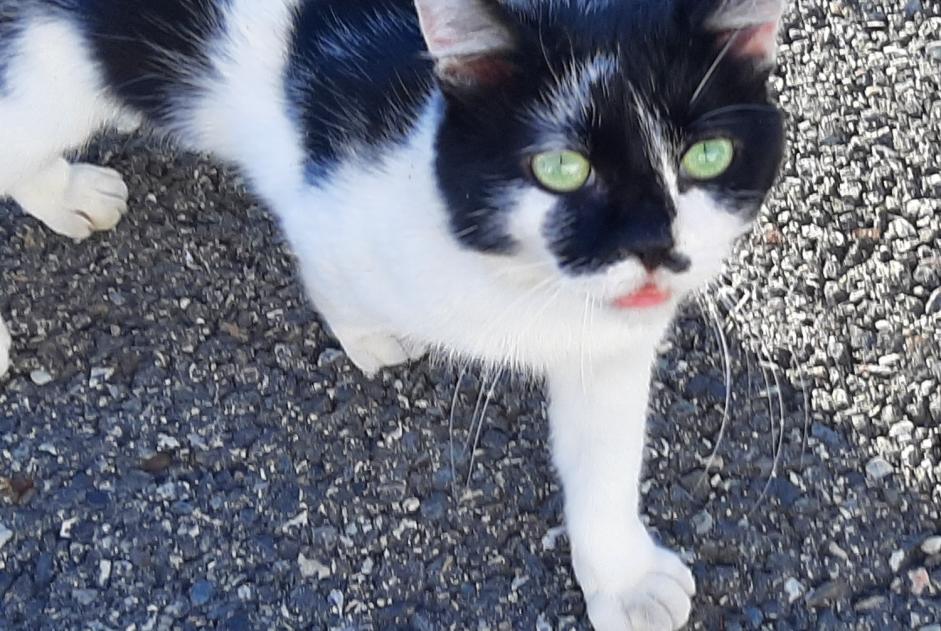 Alerte Disparition Chat croisement  Mâle , 2 ans Toulouse France