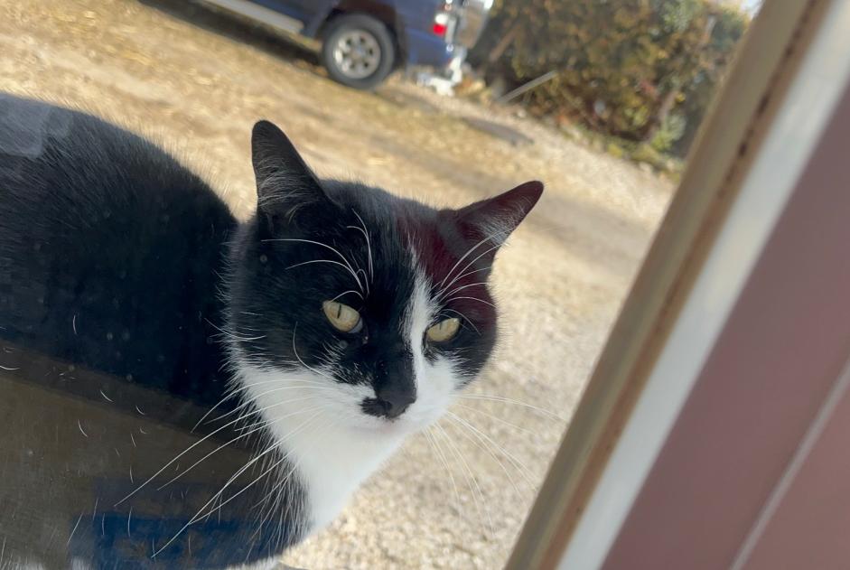 Alerte Disparition Chat  Mâle , 7 ans Bermont France