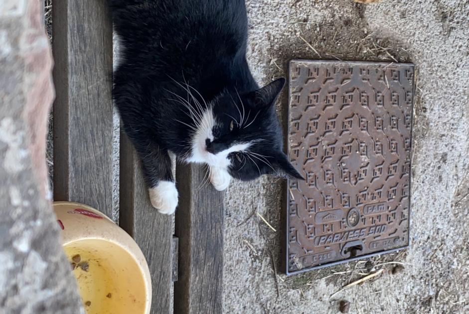 Alerte Disparition Chat  Mâle , 7 ans Bermont France