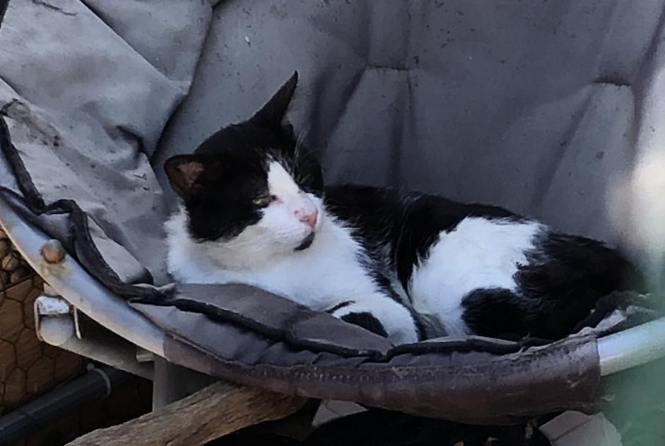 Alerte Disparition Chat Mâle , 6 ans Agde France