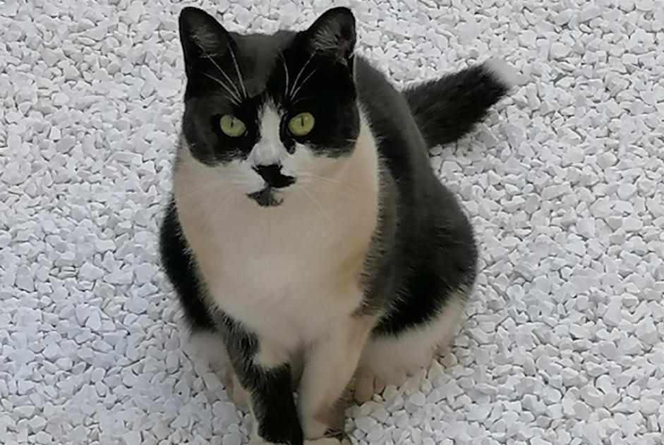 Alerte Disparition Chat Femelle , 5 ans Merri France