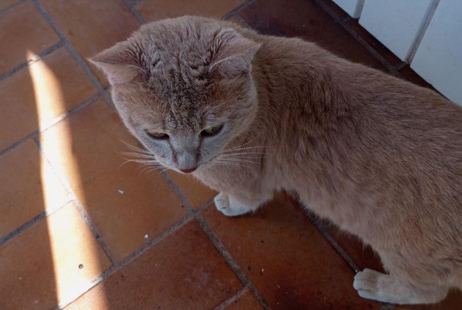 Alerte Disparition Chat croisement  Mâle , 1 ans Le Cannet-des-Maures France