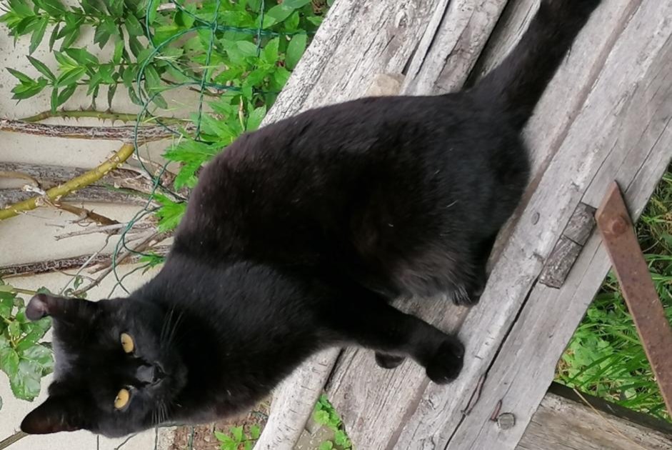 Alerte Disparition Chat  Femelle , 6 ans Merri France