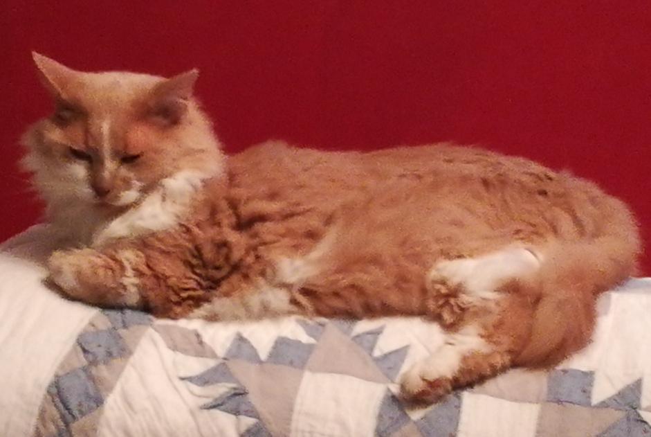 Alerte Disparition Chat croisement  Mâle , 12 ans Plescop France