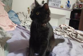 Alerte Disparition Chat Mâle , 1 ans Coulonges-sur-l'Autize France