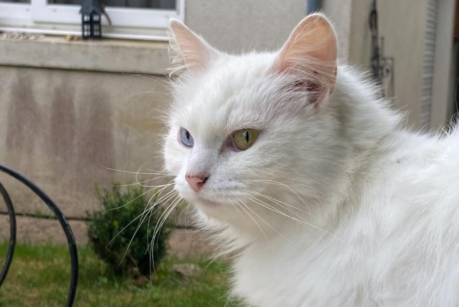 Alerte Disparition Chat Femelle , 7 ans Couture France