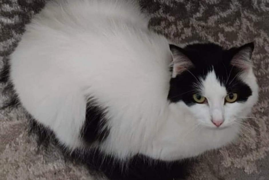 Alerte Disparition Chat croisement  Femelle , 4 ans Maisoncelles-en-Brie France