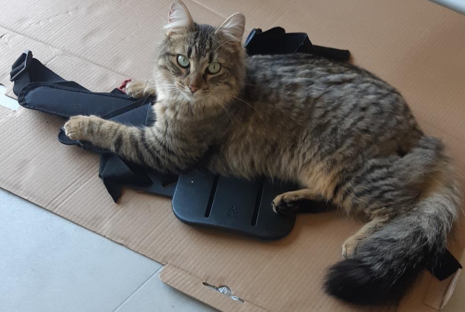 Alerte Disparition Chat croisement  Mâle , 2 ans Theys France